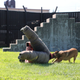 Illustration for article titled What It’s Like To Be Attacked By An Attack Dog